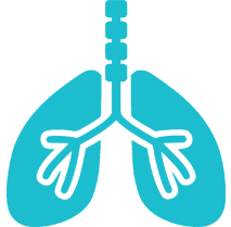 Respiratory system